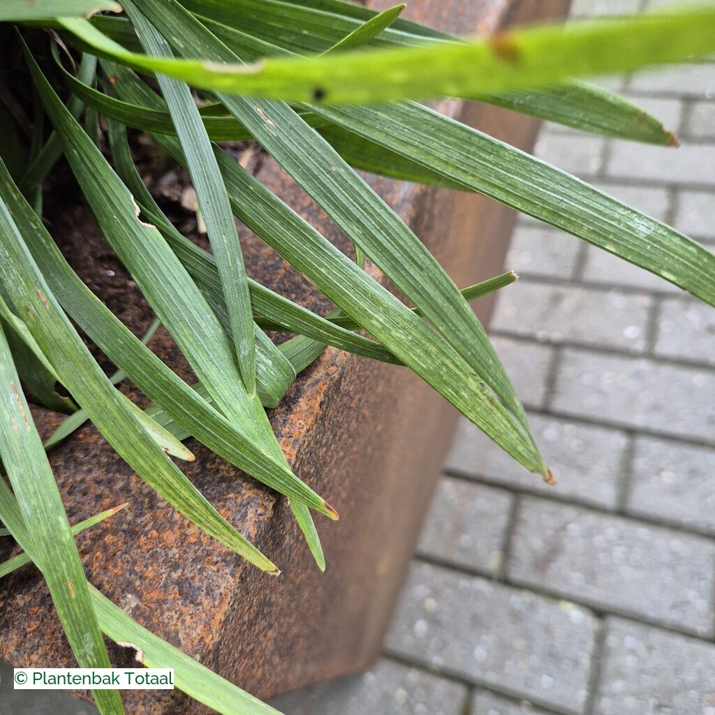 productlijn foto van plantenbak CS Tap taps