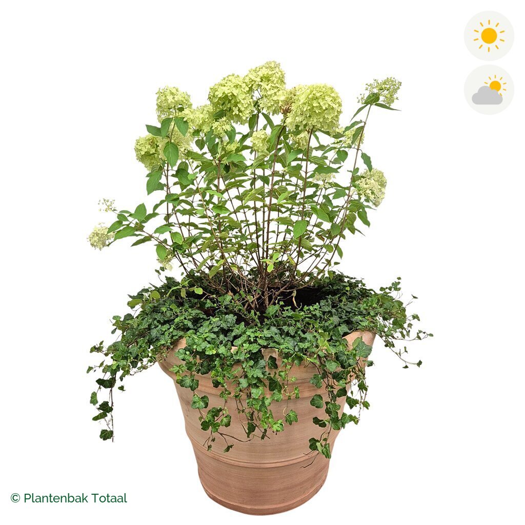 productfoto van plantenbak Terracotta Pot Pluimhortensia Combinatie