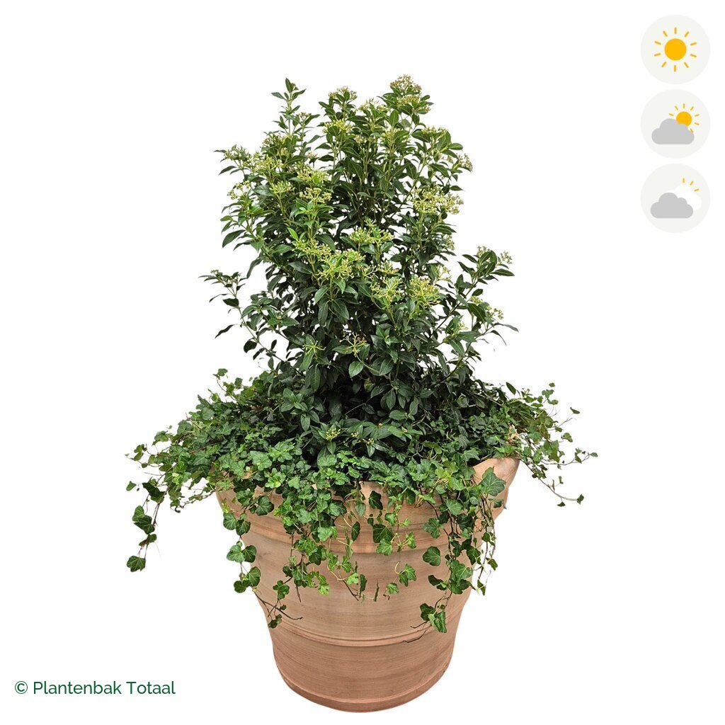 productfoto van plantenbak Terracotta Pot Sneeuwbal Combinatie