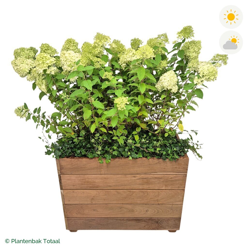 productfoto van plantenbak Hardhout Granada Rechthoek Pluimhortensia Combinatie