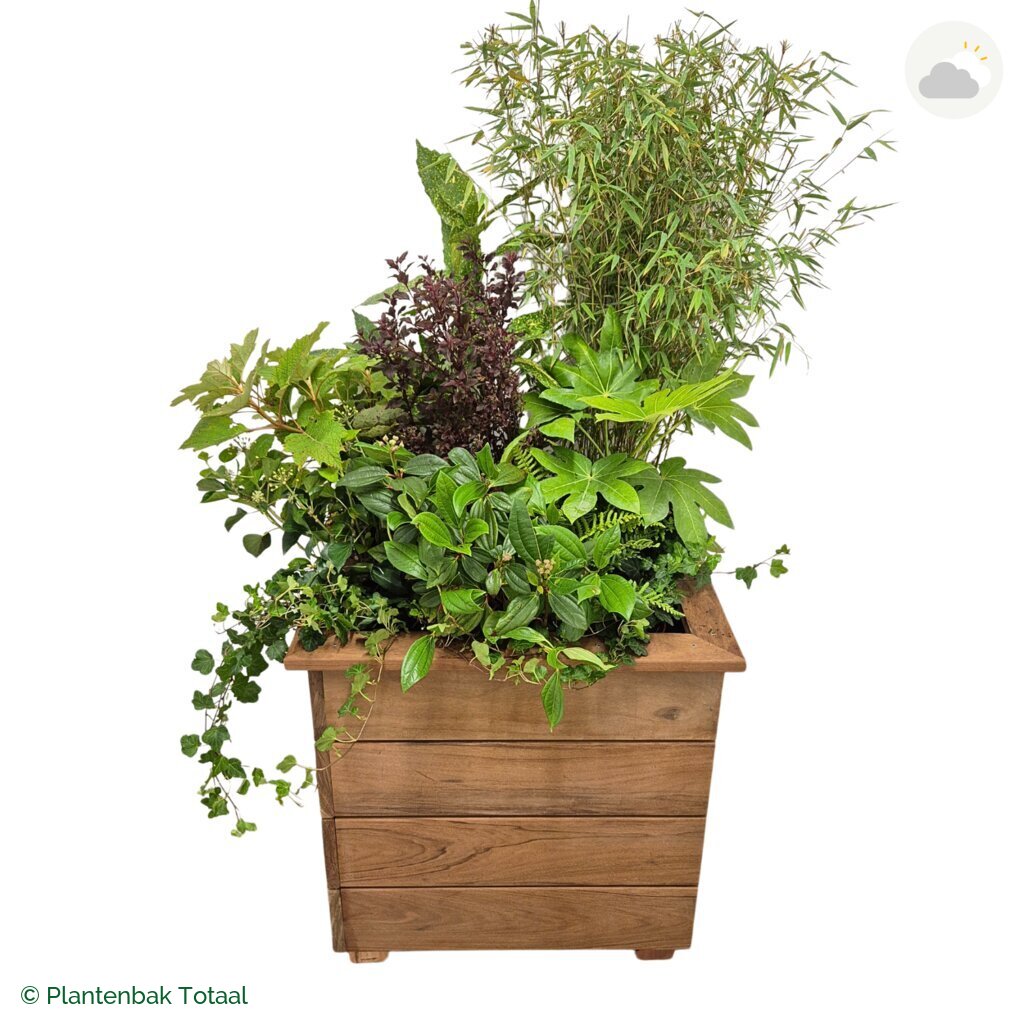 productfoto van plantenbak Hardhout Granada Vierkant Amazone
