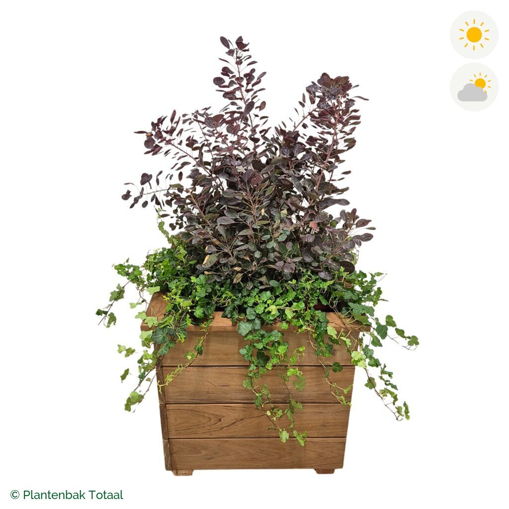productfoto van plantenbak Hardhout Granada Vierkant Pruikenboom Combinatie