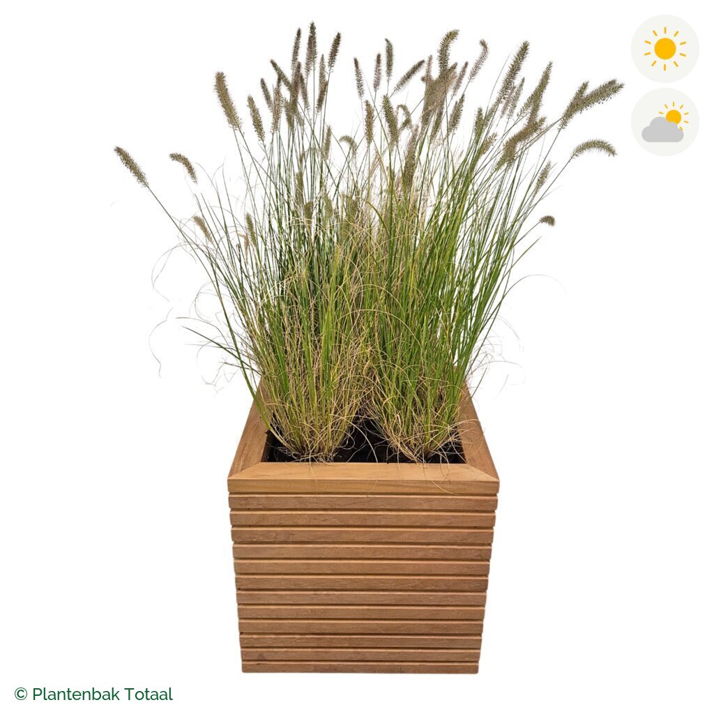 productfoto van plantenbak Hardhout Malaga Lampenpoetsersgras