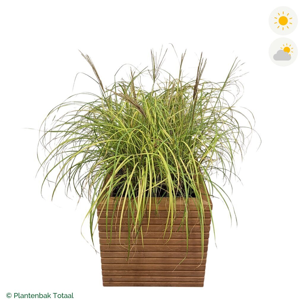productfoto van plantenbak Hardhout Malaga Prachtriet