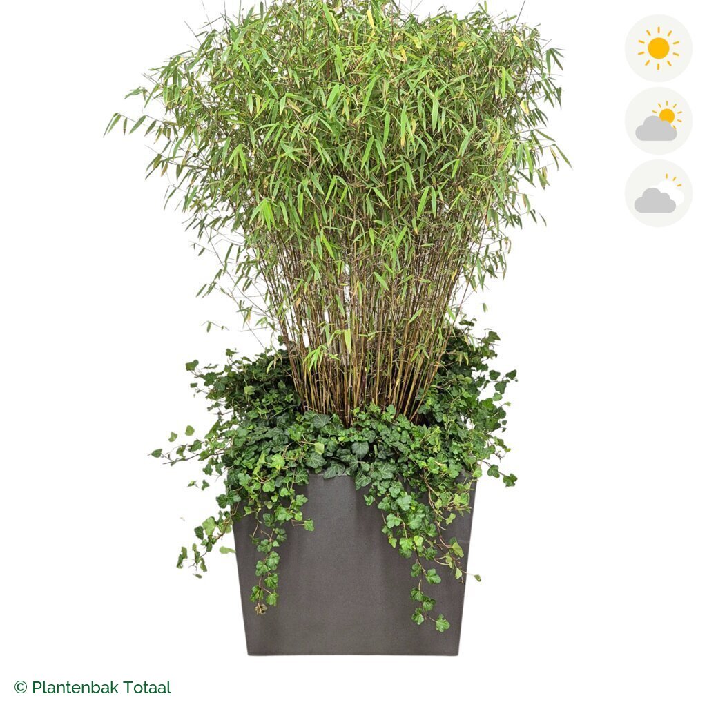 productfoto van plantenbak Fiberstone Block Vierkant Bamboe Combinatie
