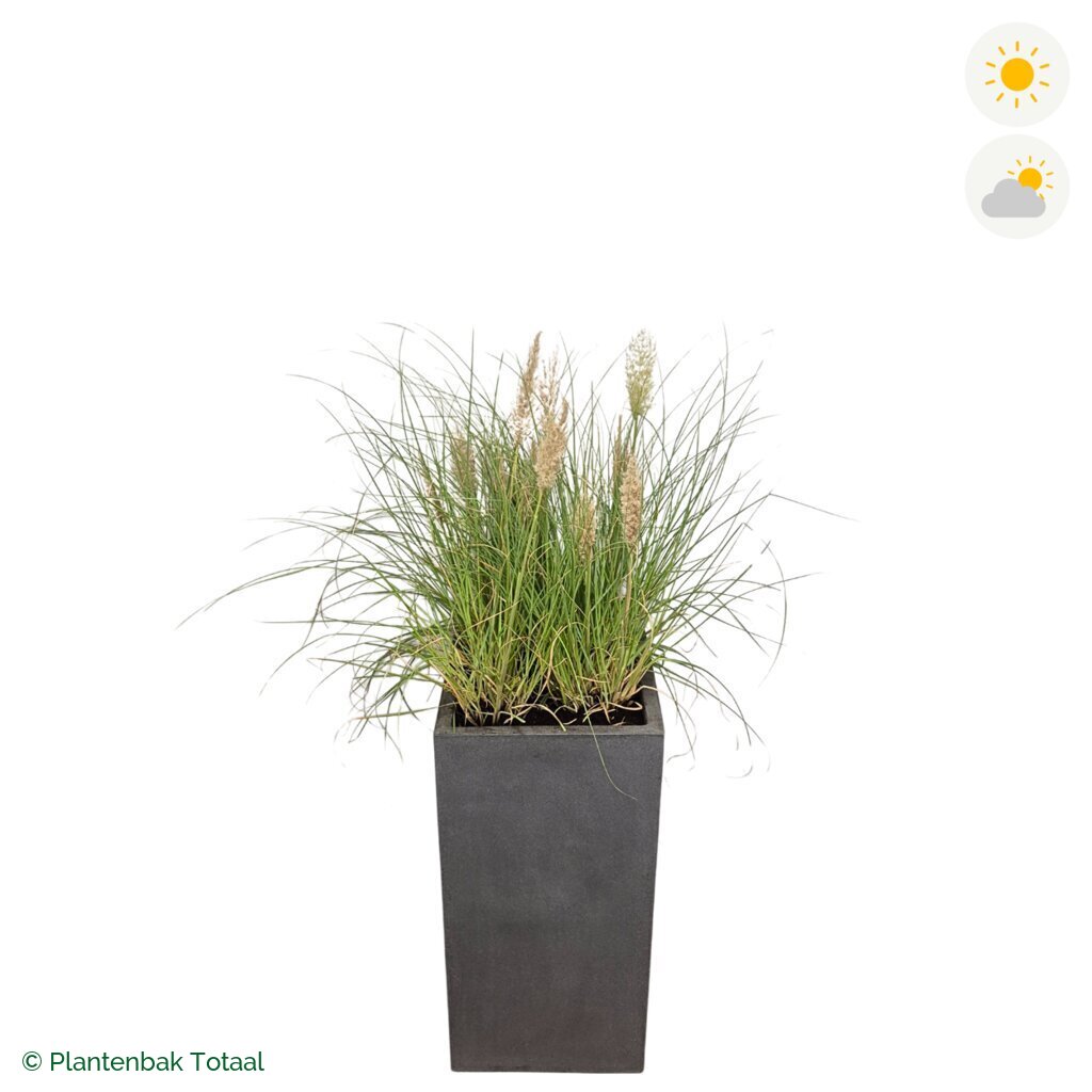 productfoto van plantenbak Fiberstone Bouvy L Pampasgras