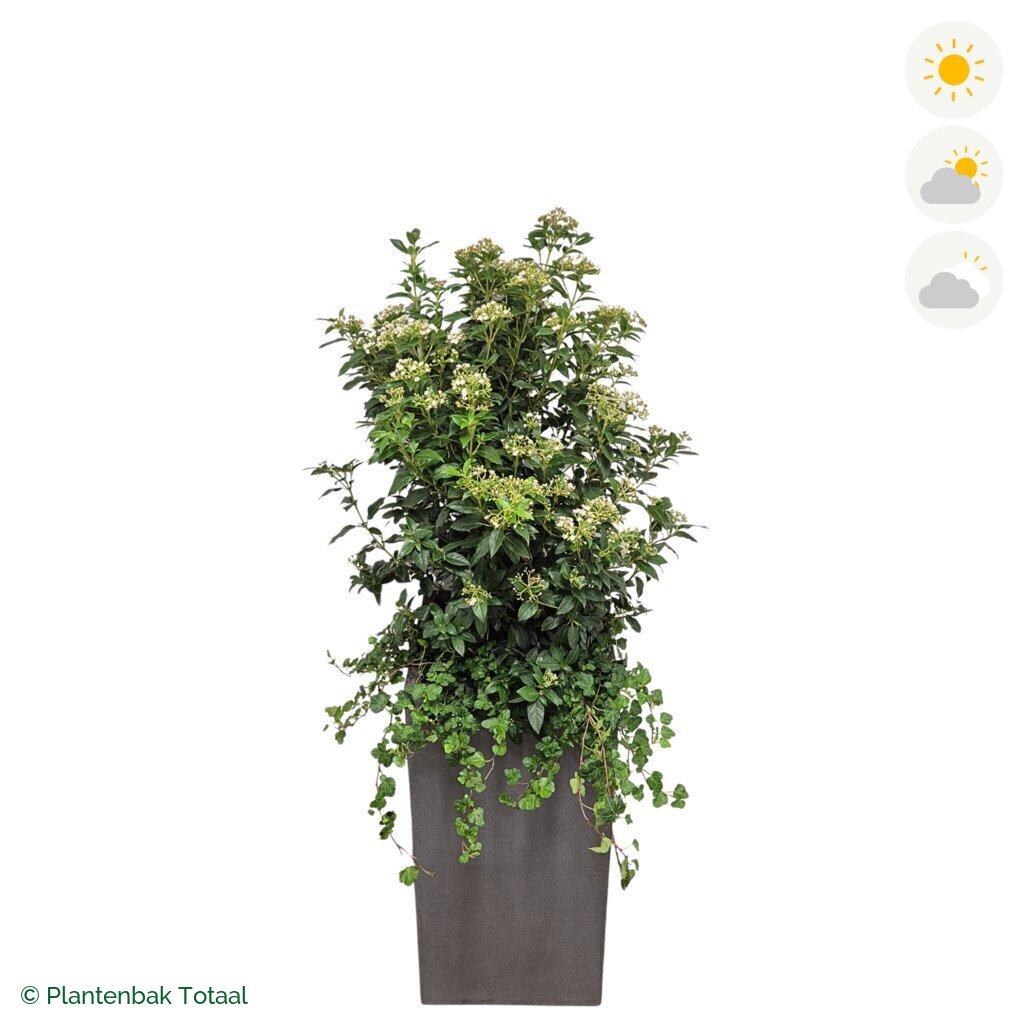 productfoto van plantenbak Fiberstone Bouvy L Sneeuwbal Combinatie