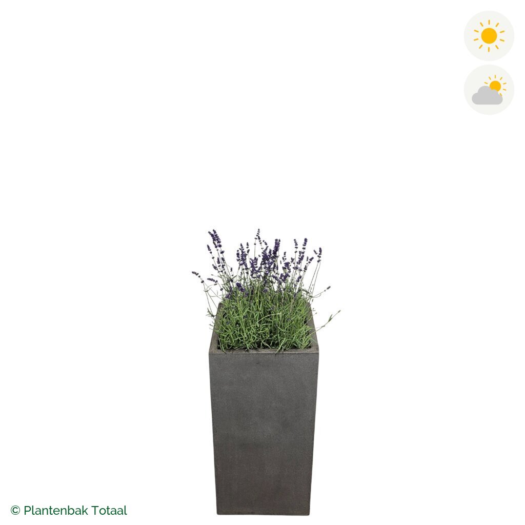 productfoto van plantenbak Fiberstone Bouvy L Lavendel Combinatie