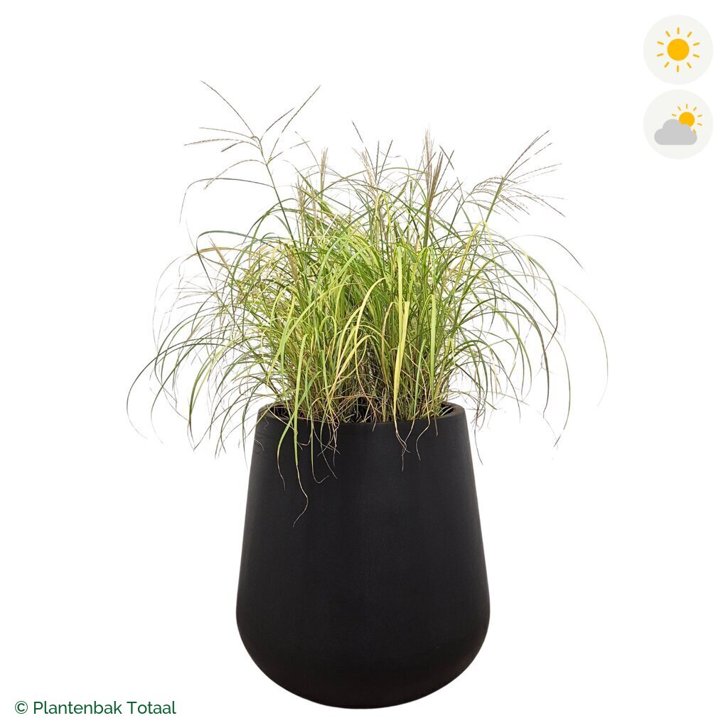 productfoto van plantenbak Fiberstone Pax Prachtriet